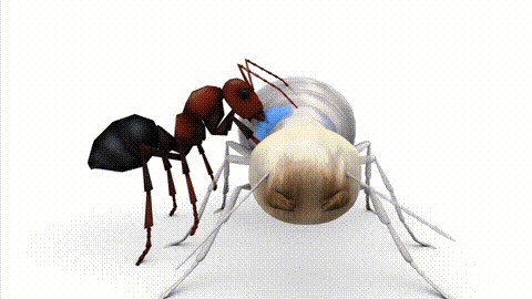 n  taracua兵蚁爆炸的动画模拟