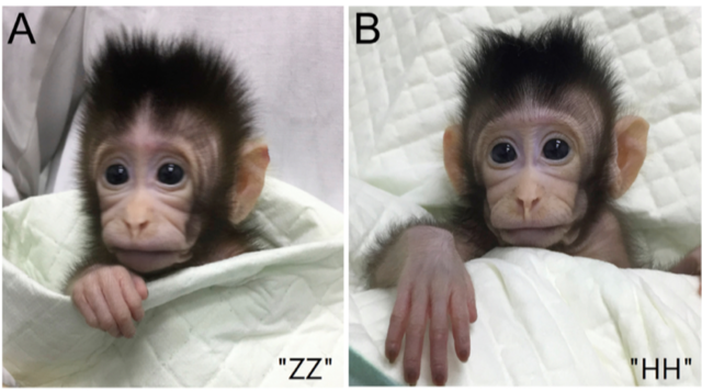 全球首对体细胞克隆猴姐妹在中国诞生了!